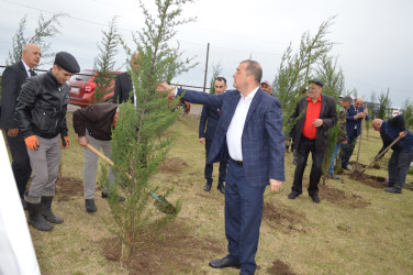 Astarada “Yaşıl dünya naminə həmrəylik ili” çərçivəsində ağacəkmə aksiyası davam edir