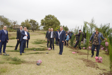 Astarada “Yaşıl dünya naminə həmrəylik ili” çərçivəsində ağacəkmə aksiyası davam edir