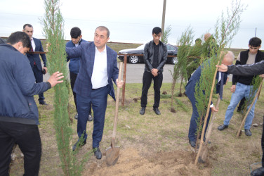 Astarada “Yaşıl dünya naminə həmrəylik ili” çərçivəsində ağacəkmə aksiyası davam edir