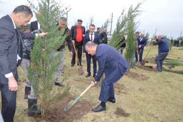 Astarada “Yaşıl dünya naminə həmrəylik ili” çərçivəsində ağacəkmə aksiyası davam edir