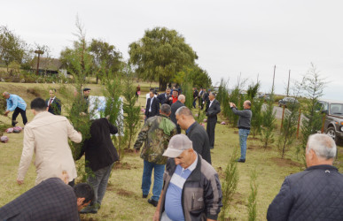 Astarada “Yaşıl dünya naminə həmrəylik ili” çərçivəsində ağacəkmə aksiyası davam edir