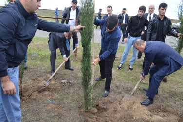 Astarada “Yaşıl dünya naminə həmrəylik ili” çərçivəsində ağacəkmə aksiyası davam edir