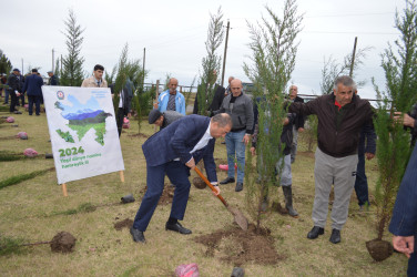 Astarada “Yaşıl dünya naminə həmrəylik ili” çərçivəsində ağacəkmə aksiyası davam edir